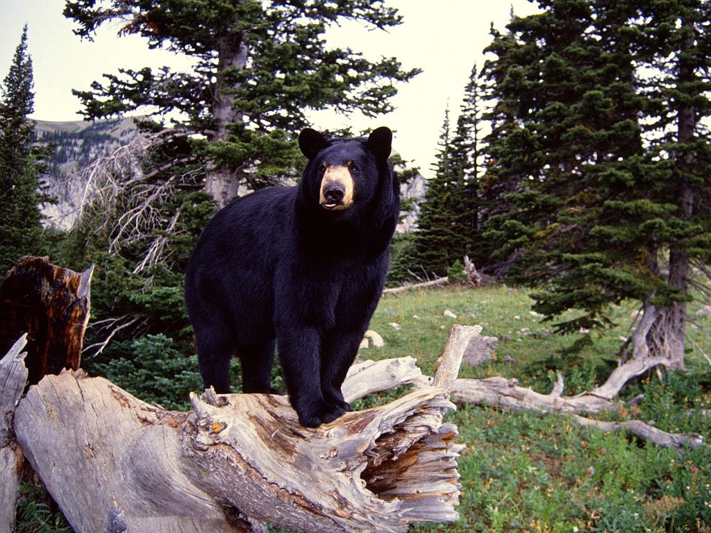 Black Bear on Stump, Montana